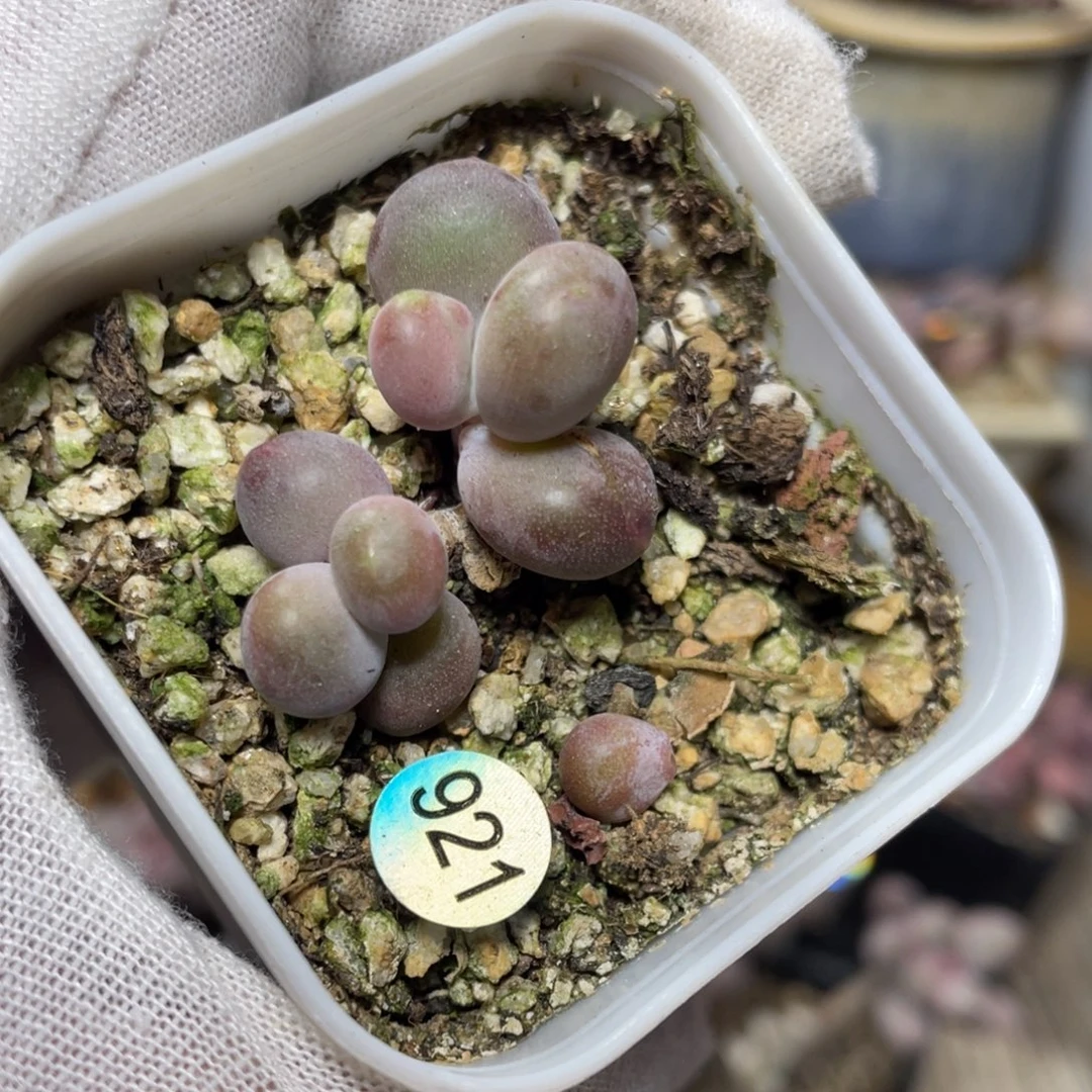西芒果奶酪多肉植物红芒
