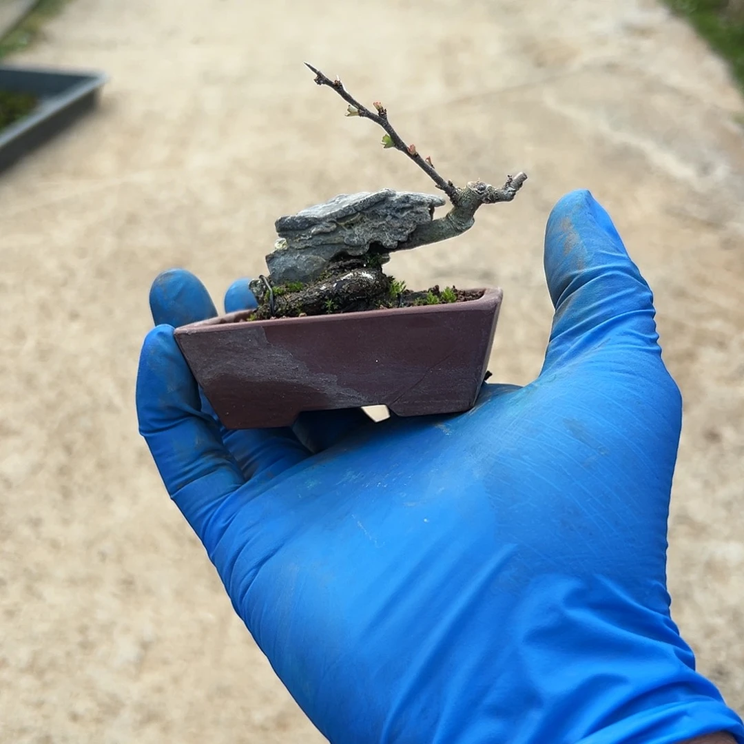 今****！长寿梅花开满枝头花