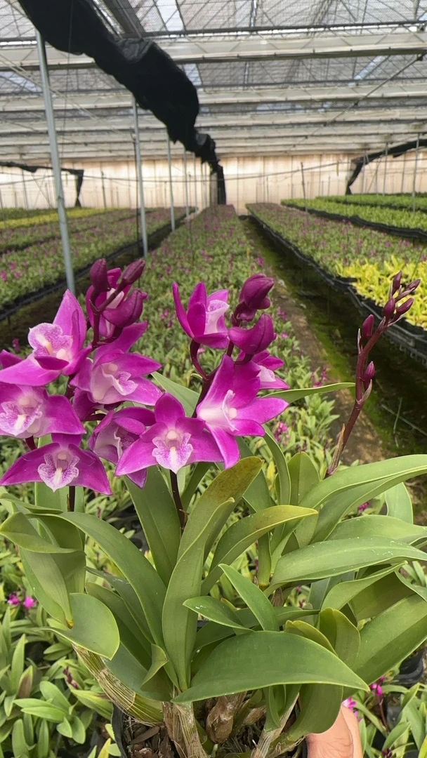 澳洲香水石斛 (小黑袋不带花2盆)花期长室内阳台 云南鲜花绿植