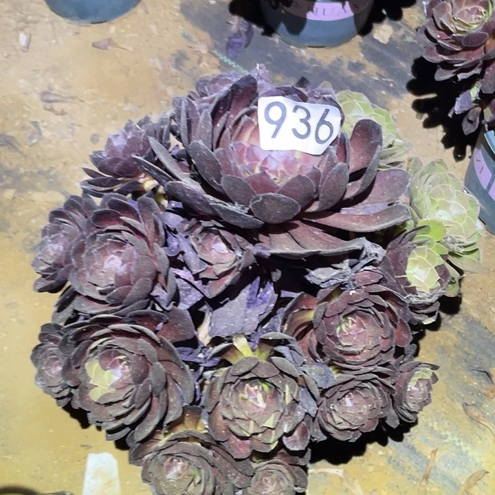 多肉植物法师和936花花公子