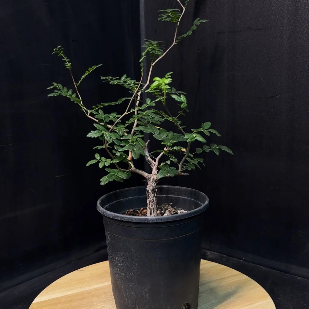 滔天橄榄带盆土。