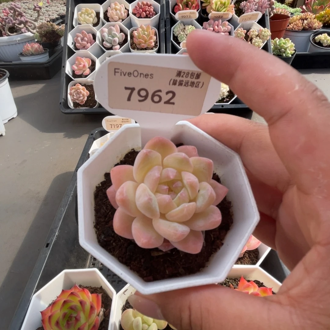 7962白桃汽水4.0厘米