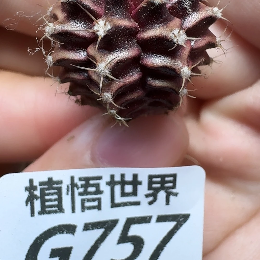 多肉植物的润泽fhn