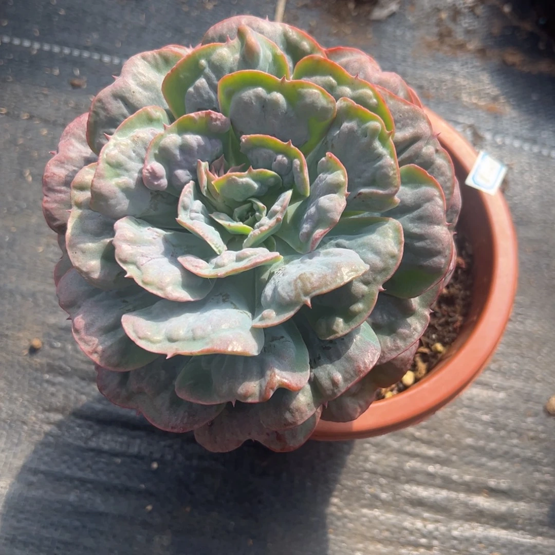 多肉植物单头星之夜