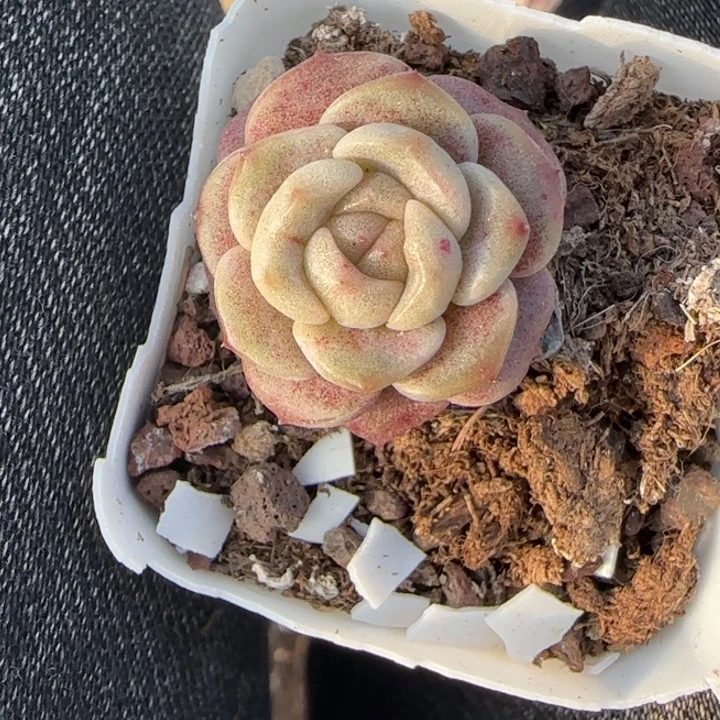 小卡拉米糖心一物一拍