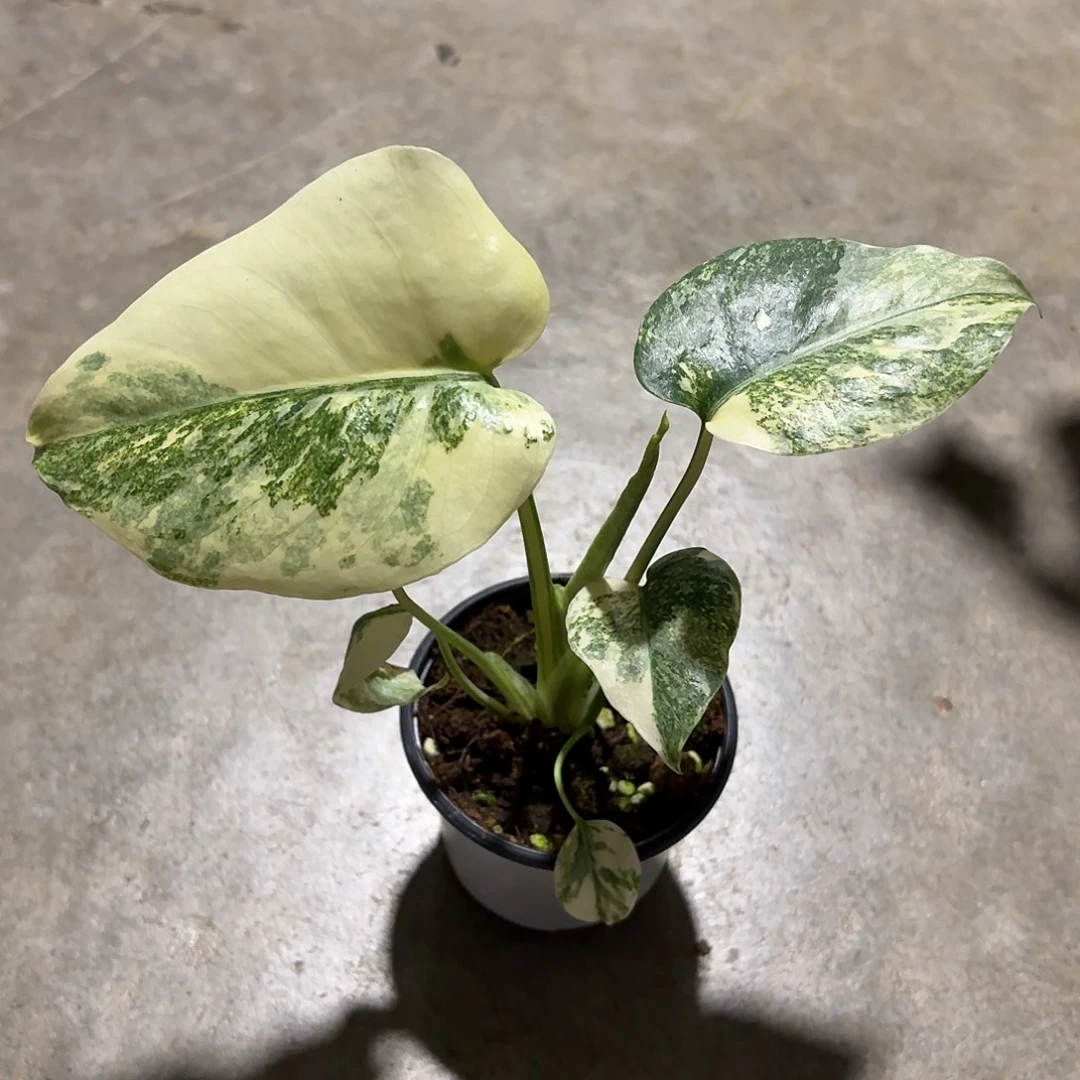 无花朵遗迹龟背竹小苗