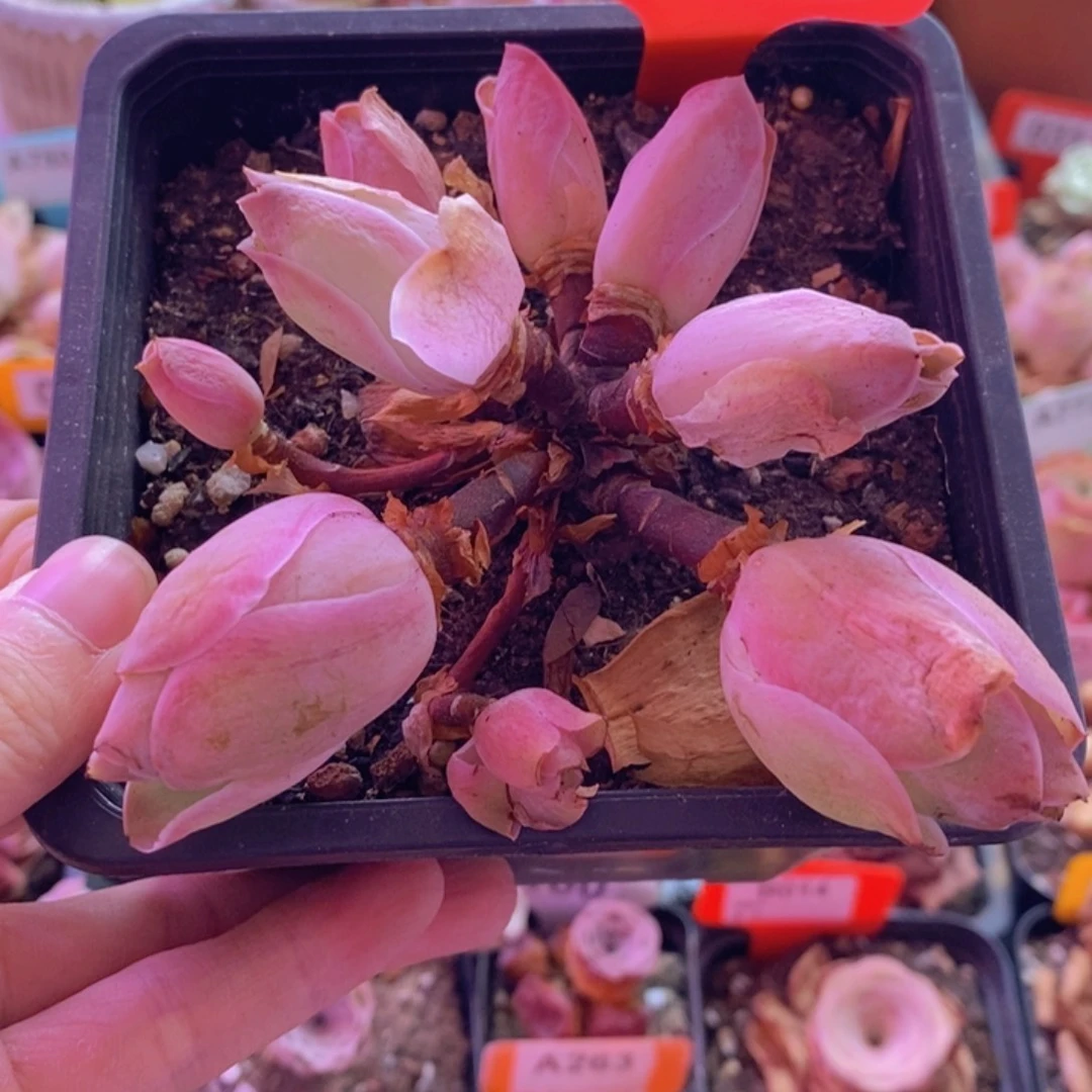 山地玫瑰一物一拍水蜜桃711