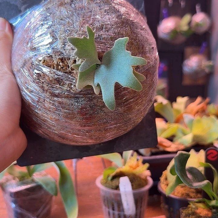 不开花植物侏儒foythong 侧芽
