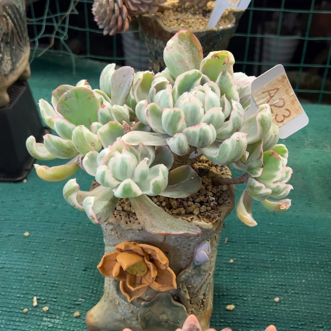 伯克利锦，，，，，，，，