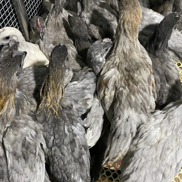 1.3斤以上发货瓦灰绿壳蛋鸡颜值高下蛋多适合当宠物鸡活体发货