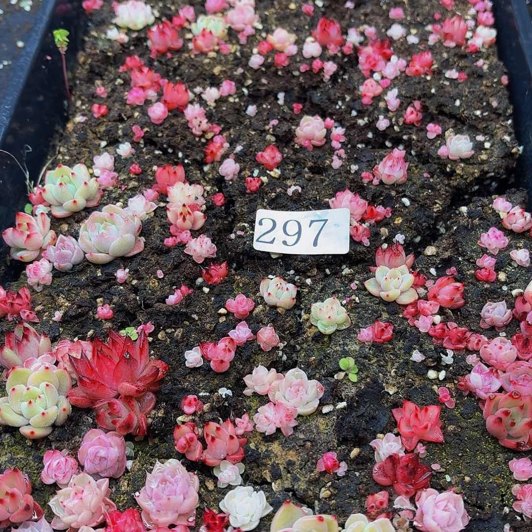 多肉植物多肉植物297