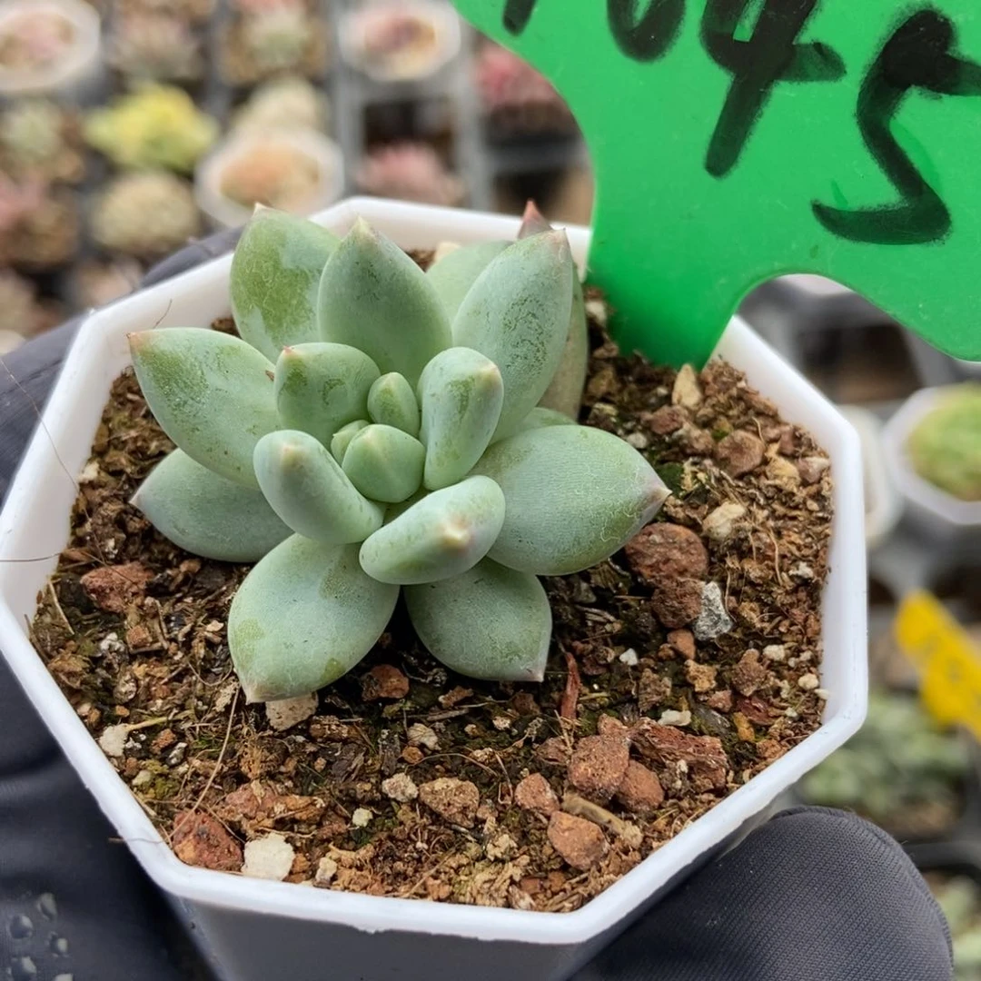 1645伊莉莎白多肉植物保护