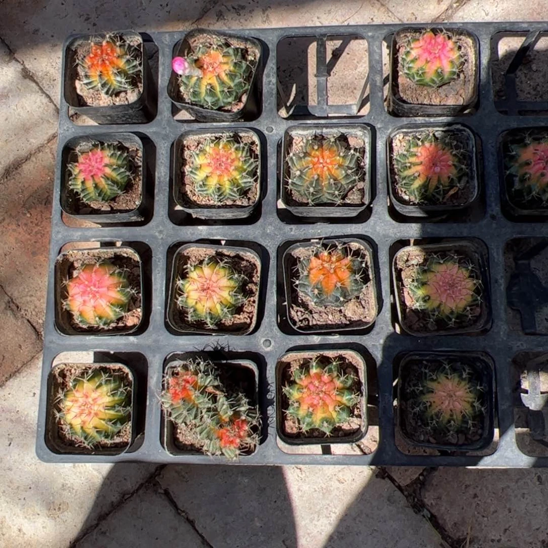 牡丹锦 随单发货 单拍不发