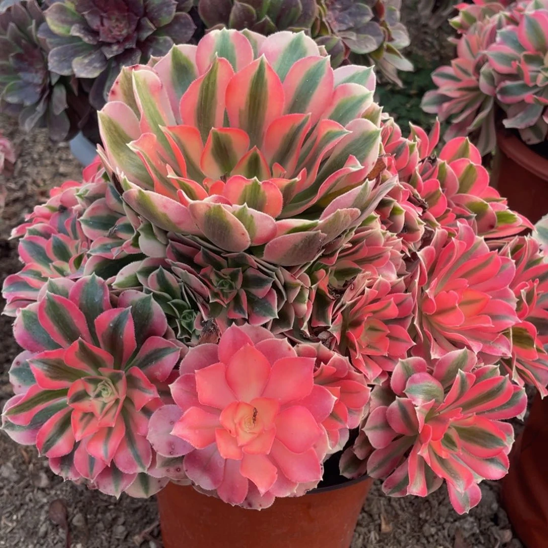 116粉女巫精品法师老桩