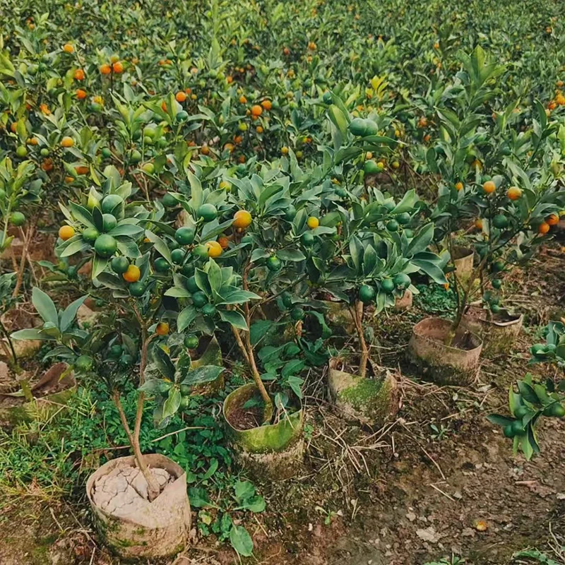 脆蜜金桔苗嫁接甜脆无籽当年结果耐寒耐旱阳台庭院种植带土包邮