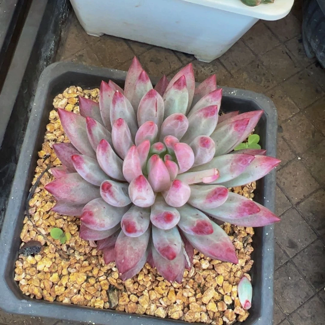 乄*呜呜呜呜呜呜呜呜呜谢谢