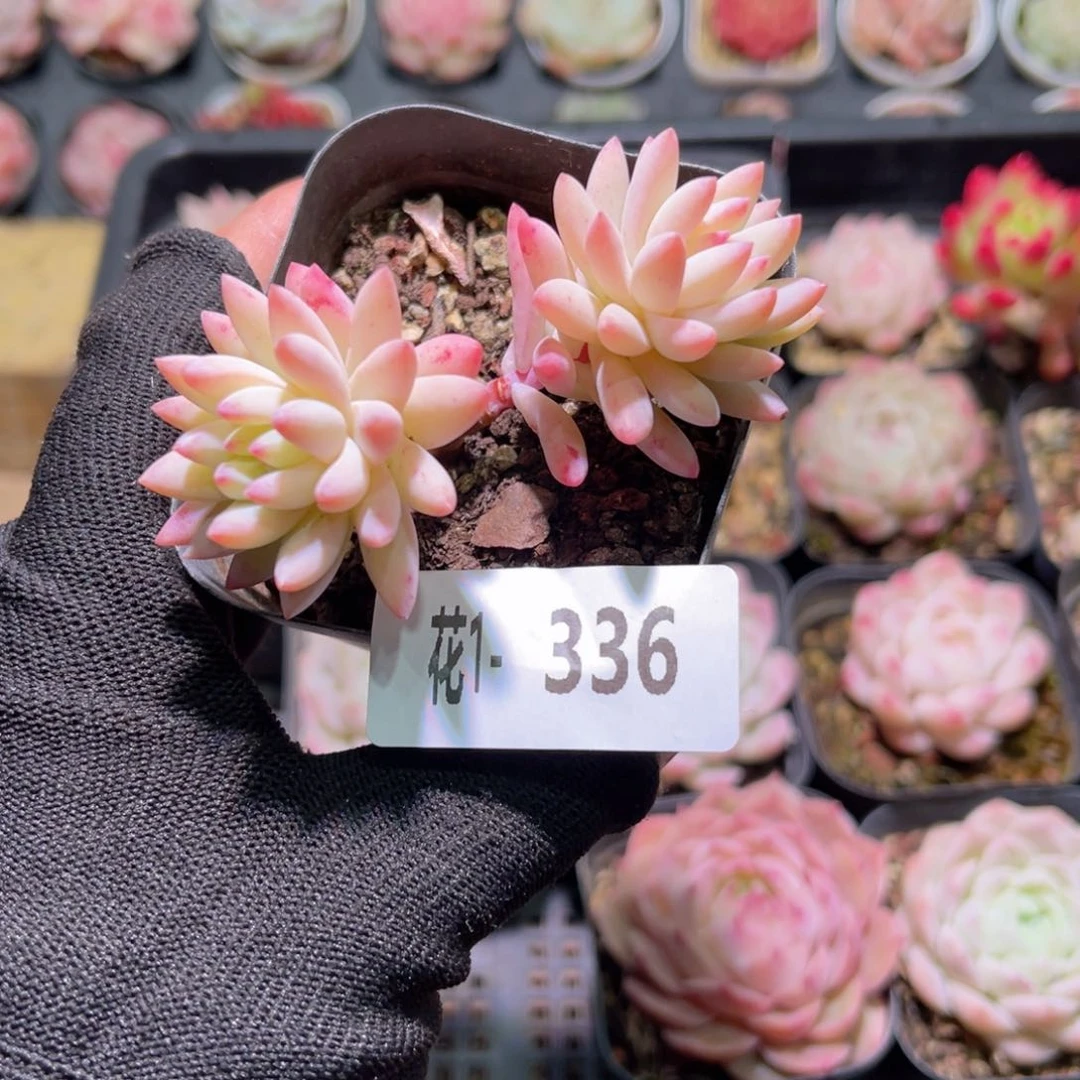 红陶花01-336树冰双头