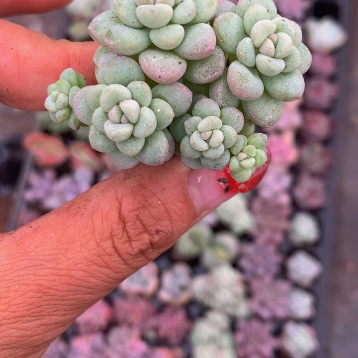 泡泡糖小群不包损  （满9.99包邮不满9.99发叶子）