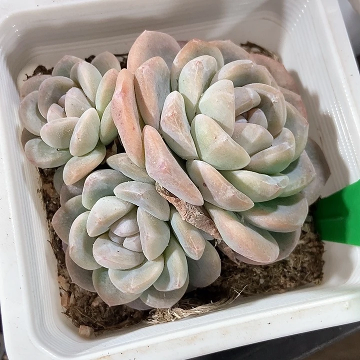 多肉植物冰玉1659