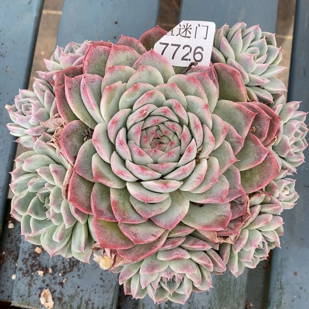 易***心杂交精品多肉7726~15厘米