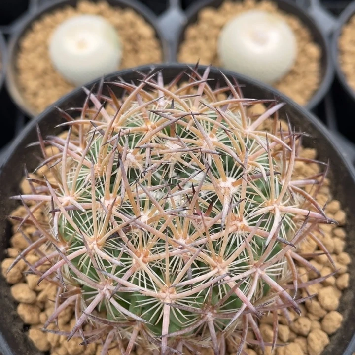 琥爪玉         实生根