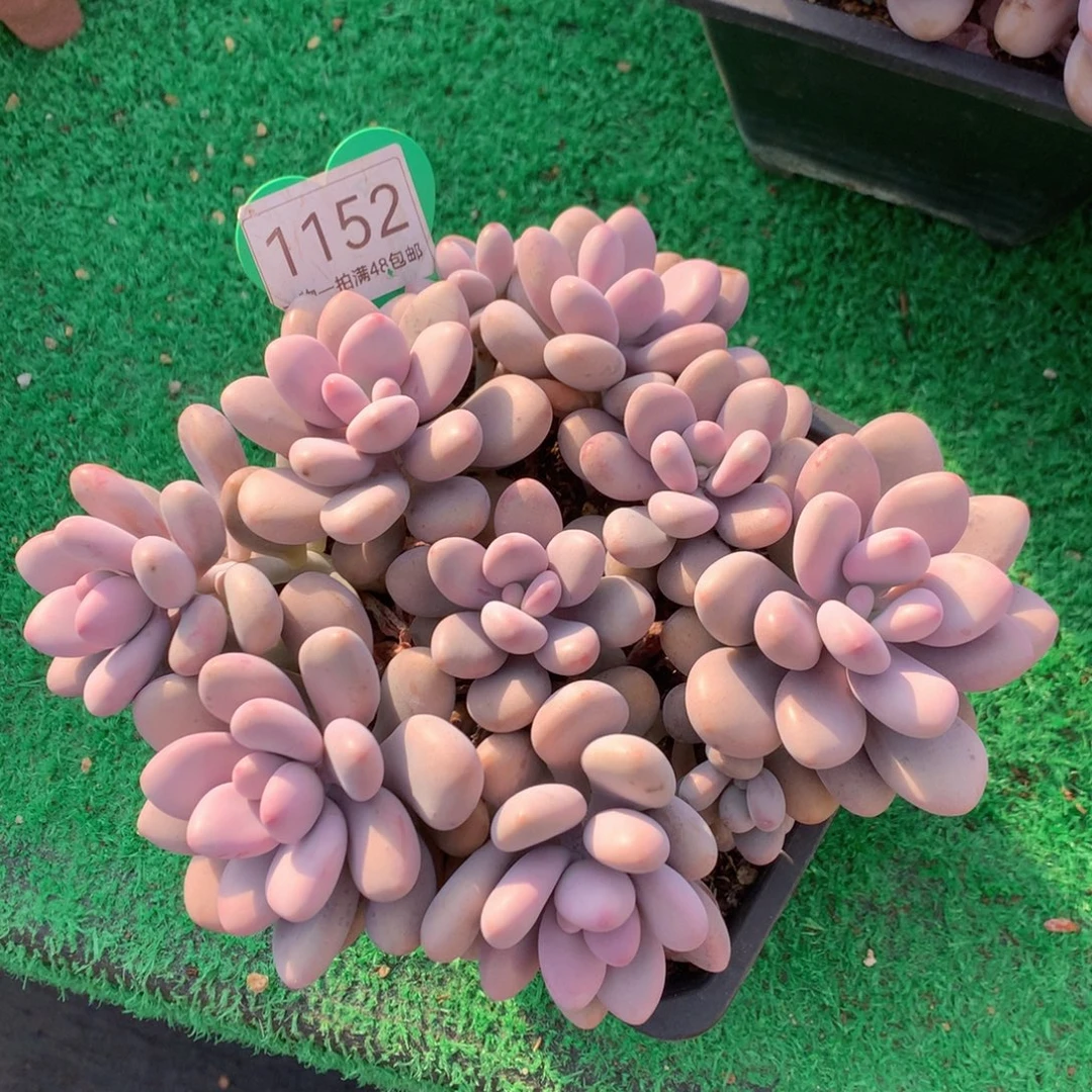 桃蛋矮桩平头无砍1152