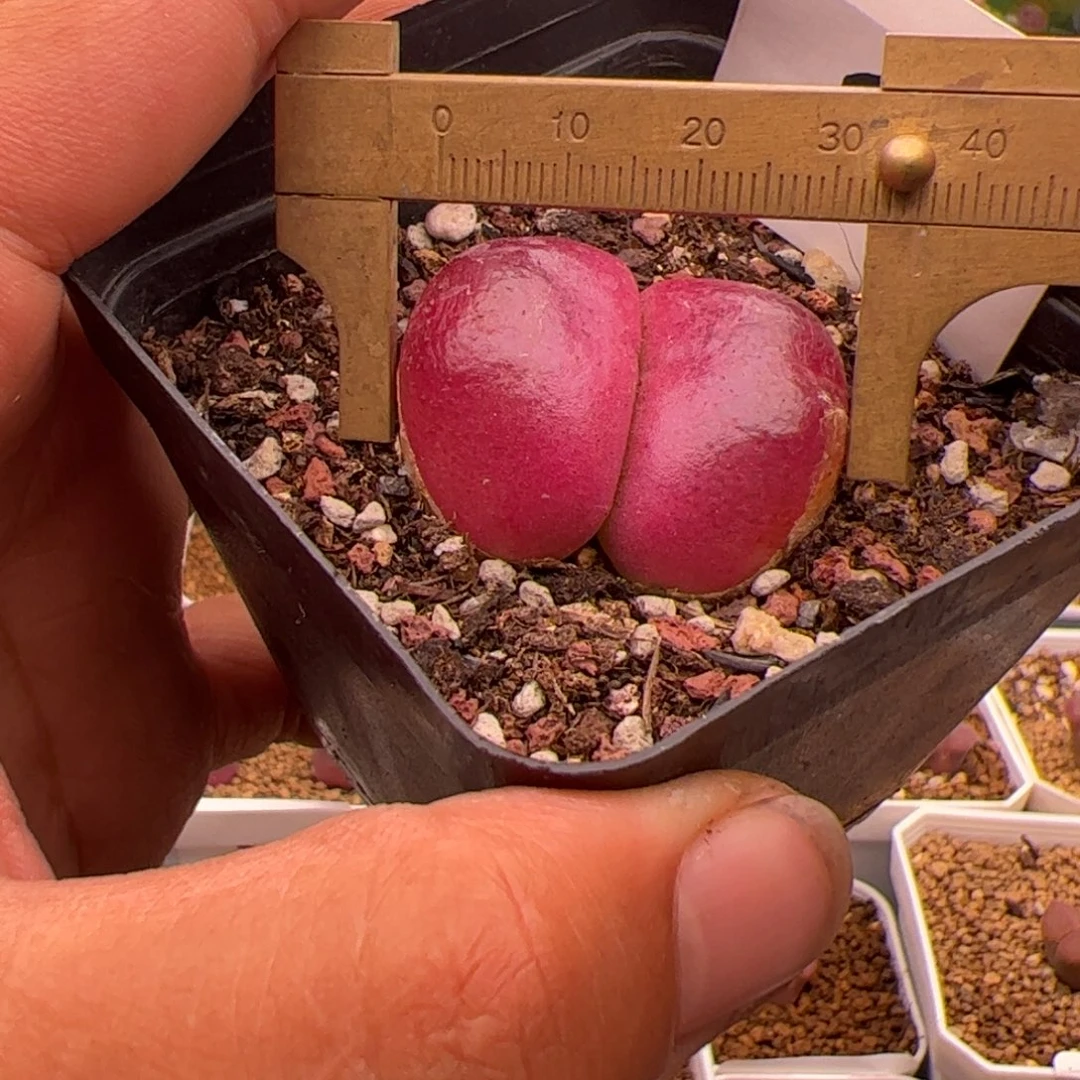 6.17大灯泡福利多肉植物31