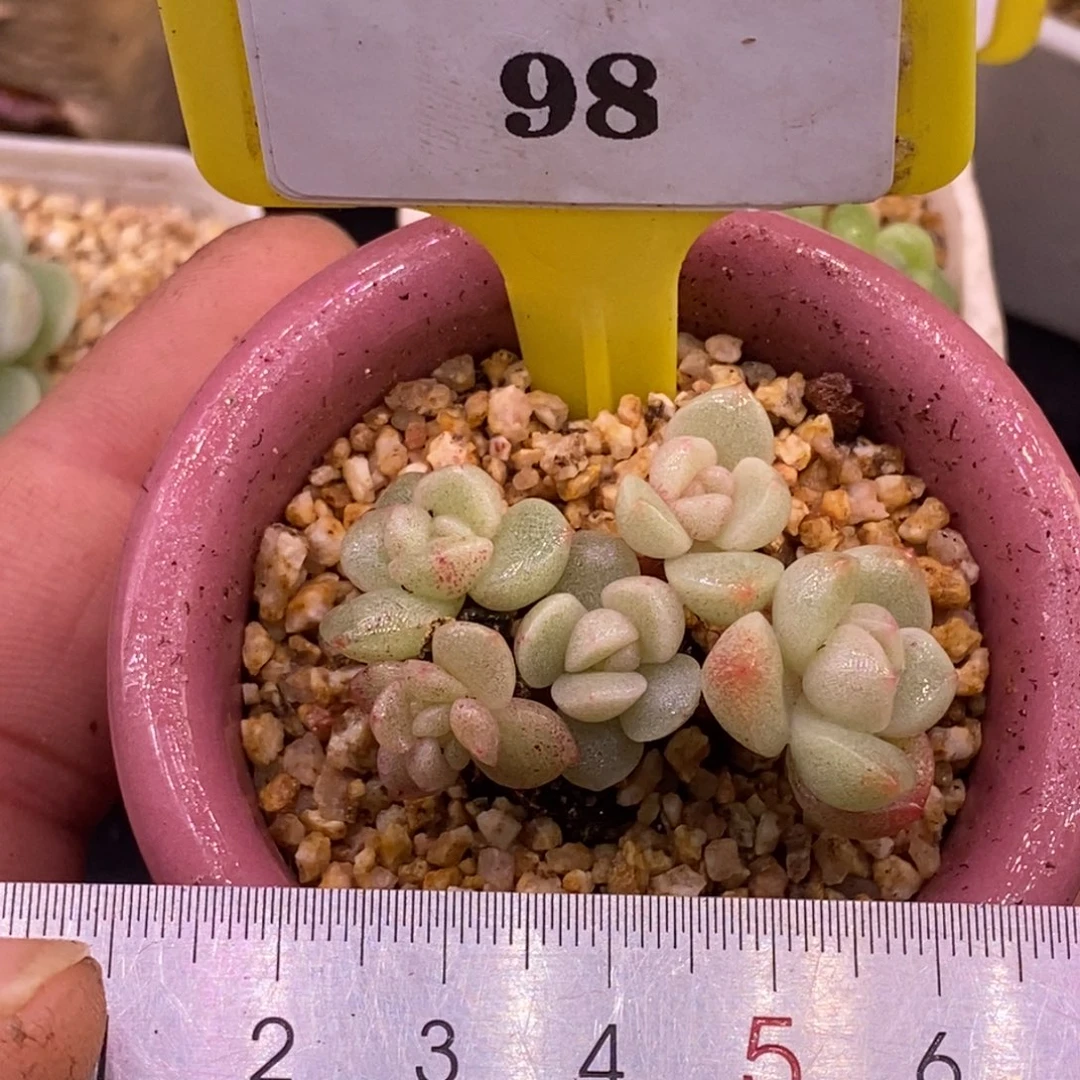 298冰玉石化小脸6头，开播福利