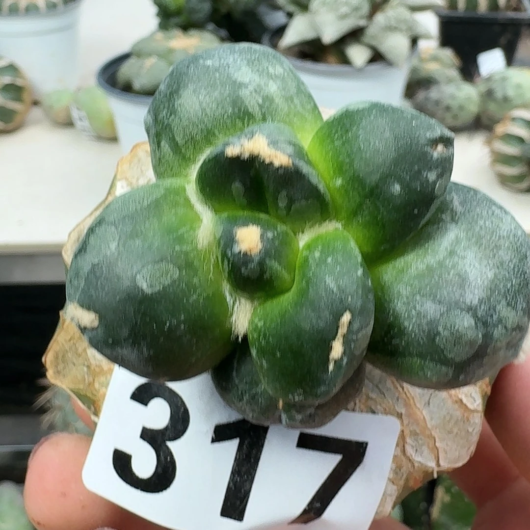 【闪购商品】无花朵梦**家蛋尤317