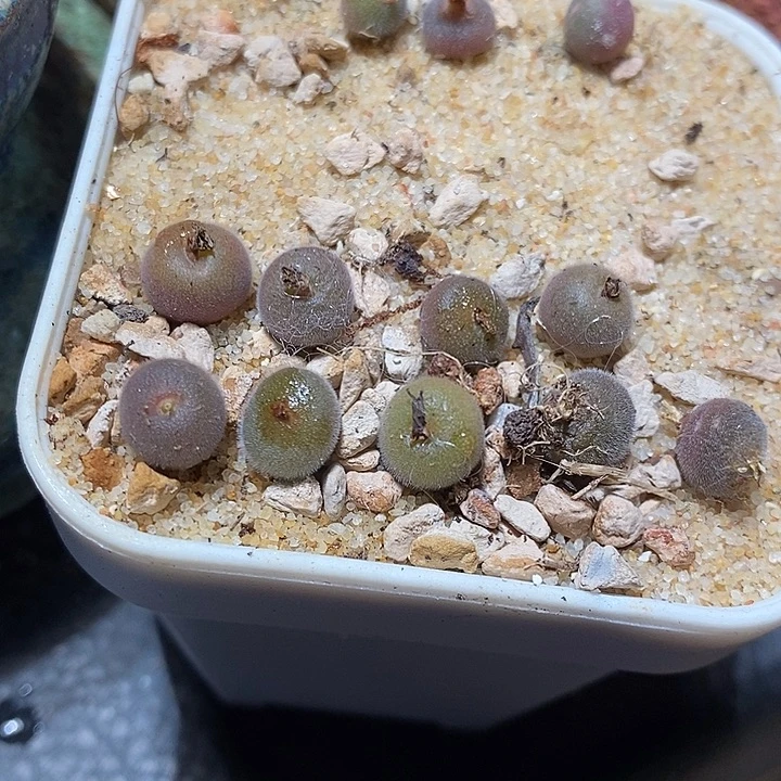 大型D毛球一颗。