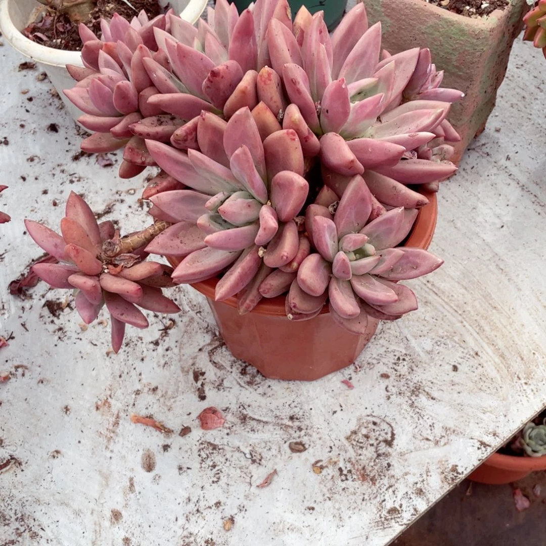 关**亮桃花源0001一物一拍