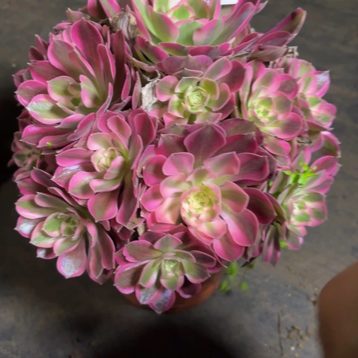 瑞妈，，。。。？？216夜罗刹