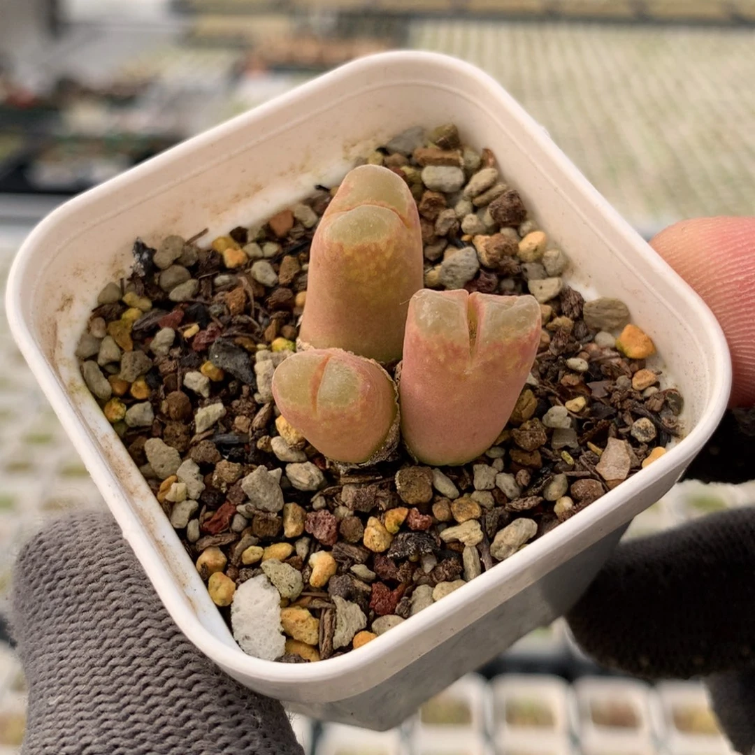 674静香风铃母本