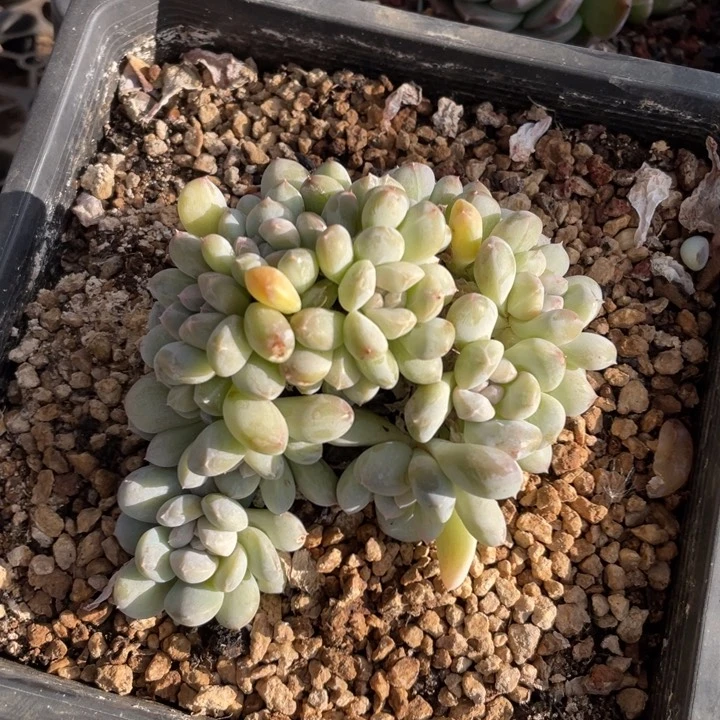 【闪购商品】菩提子缀