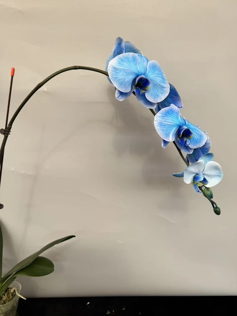 蝴蝶兰【马卡龙】昆明源头基地直发