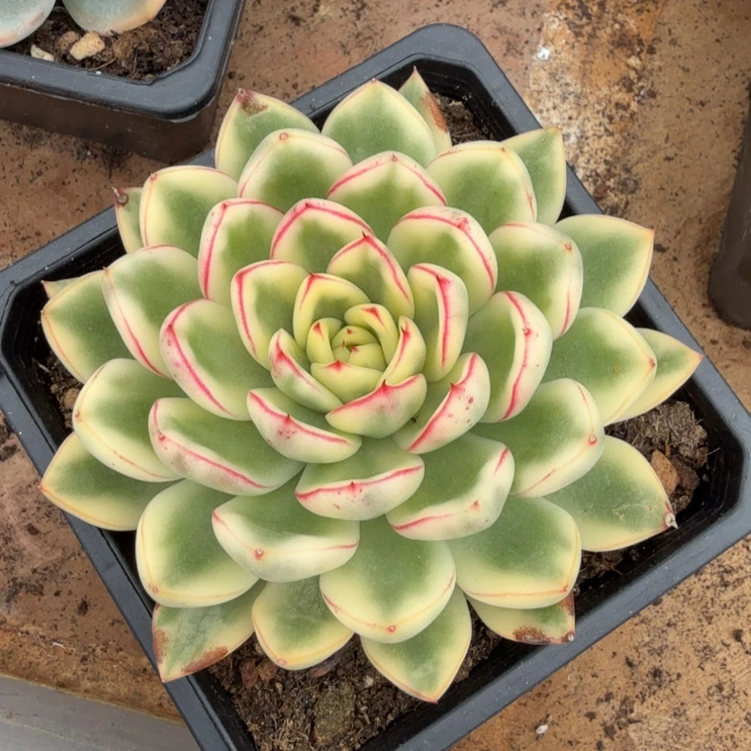 雪花和牛锦腹轮锦