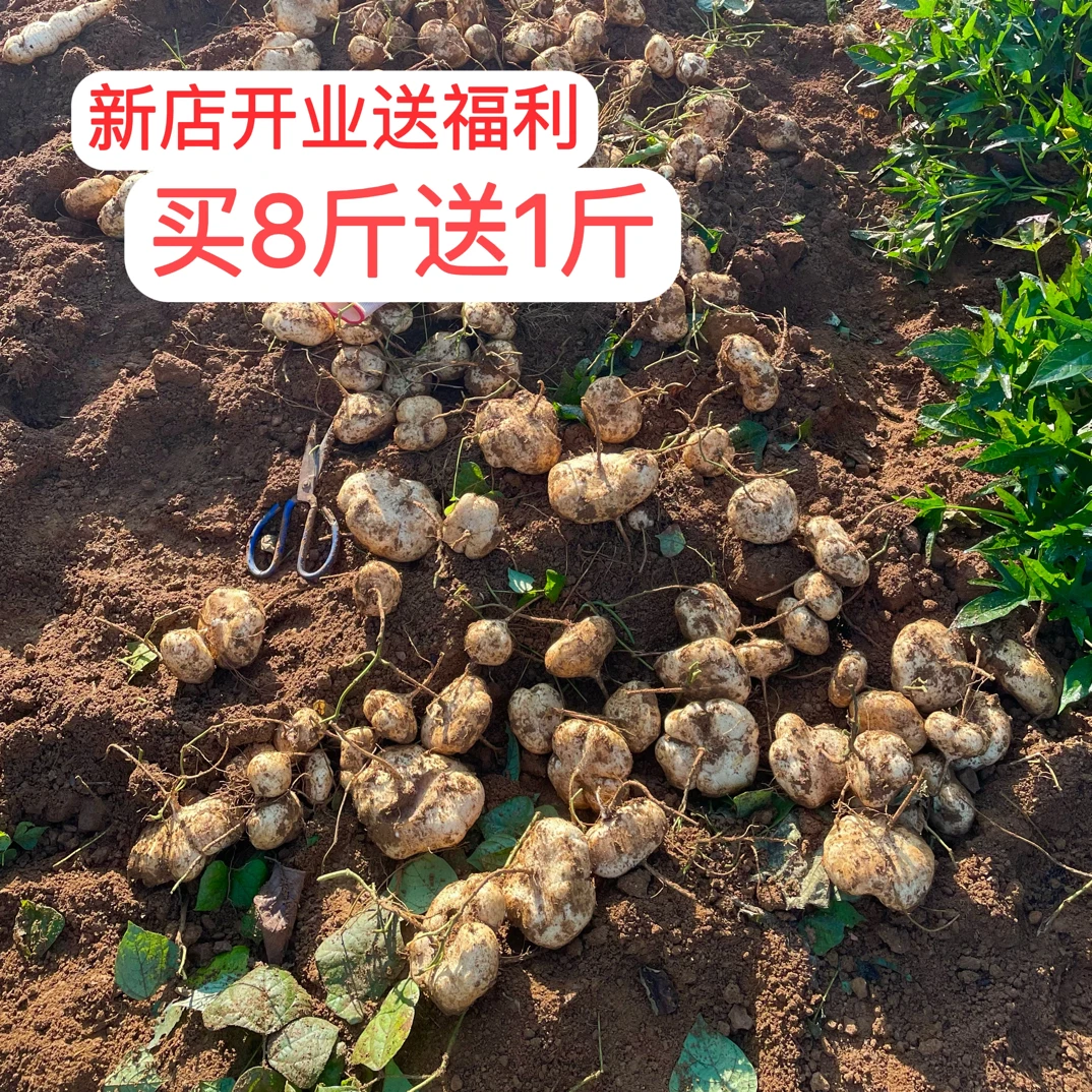 贵州镇宁特产高坡黄泥土地萝卜凉薯地瓜/脆甜爽口新鲜现挖现发