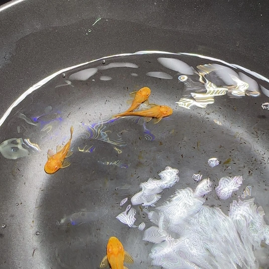 孔雀鱼黄金胡子六条