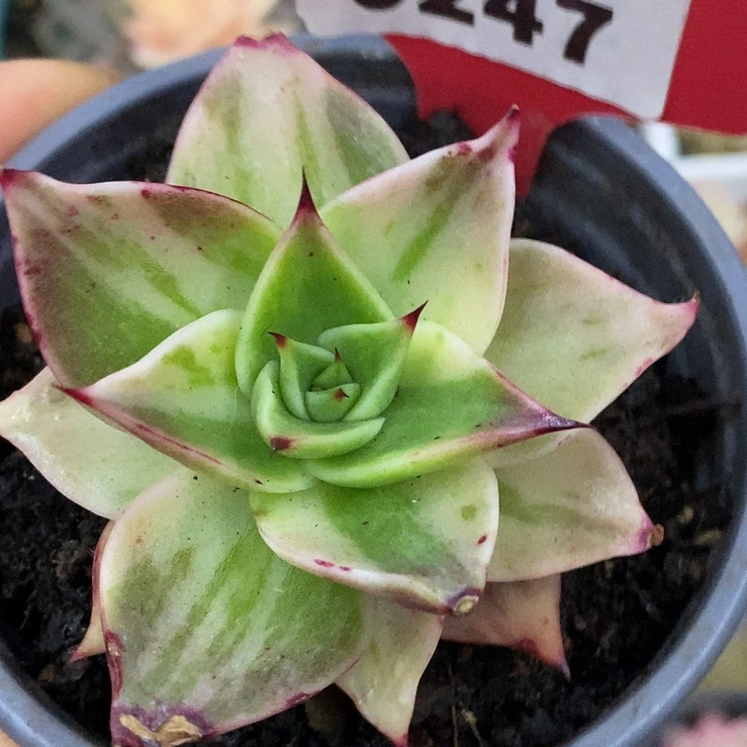 247东云锦哈哈哈哈哈哈