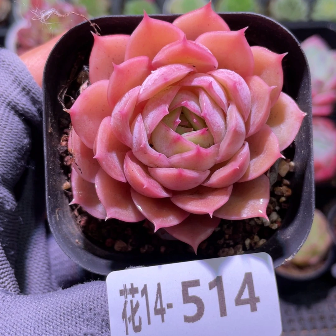 花利美14-514昂斯诺