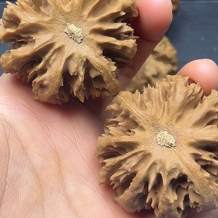 能***跑核桃秦岭突突突突突突突