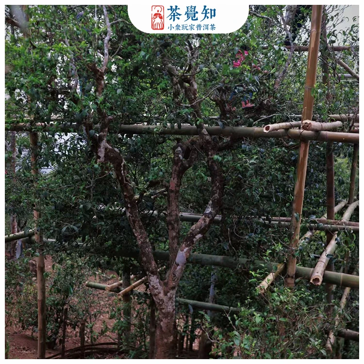茶觉知2025年迷帝单株古树（老庄园）独家资源 迷底最大的古树茶