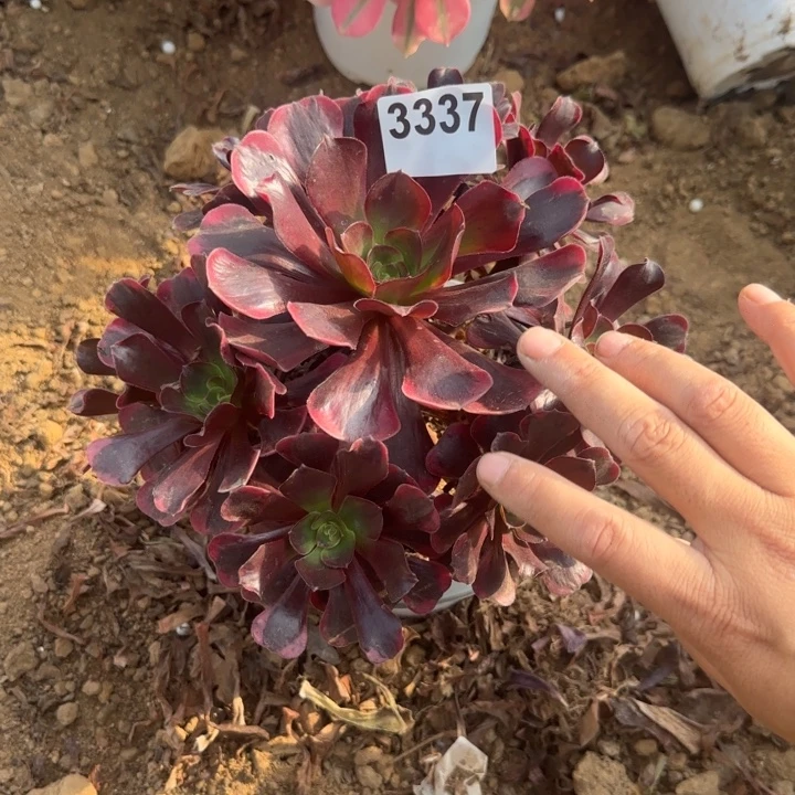 3337 爱神清棚处理不包断枝