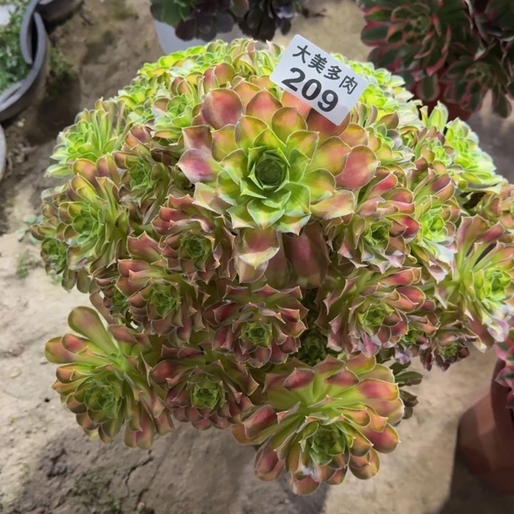 慎**院韶华宝塔209肉肉