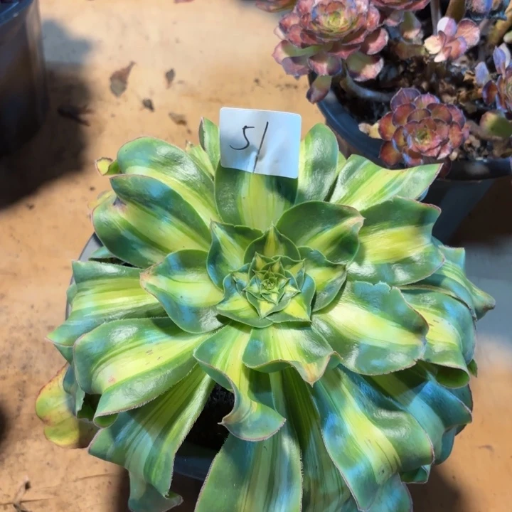 无花朵051特价暴军无售后