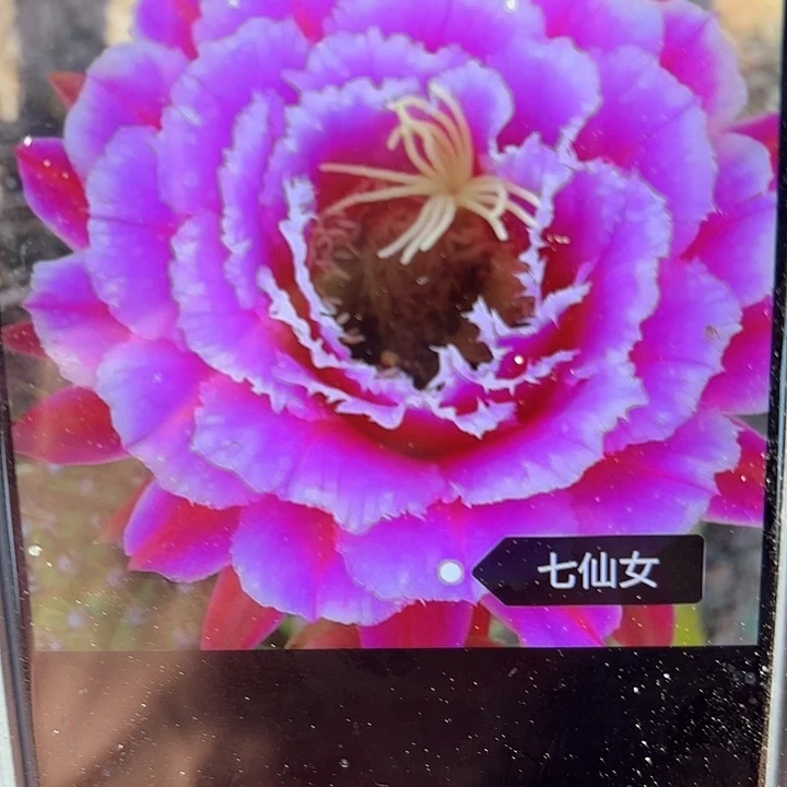 七仙女毛侧牙20包邮仙人球13