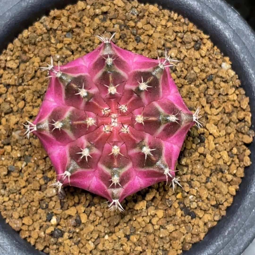 当前无花朵，栽培后可花朵玫粉轮回3