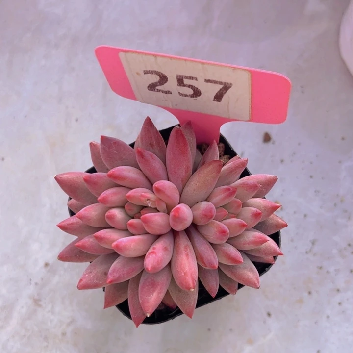 健健康康平平安安