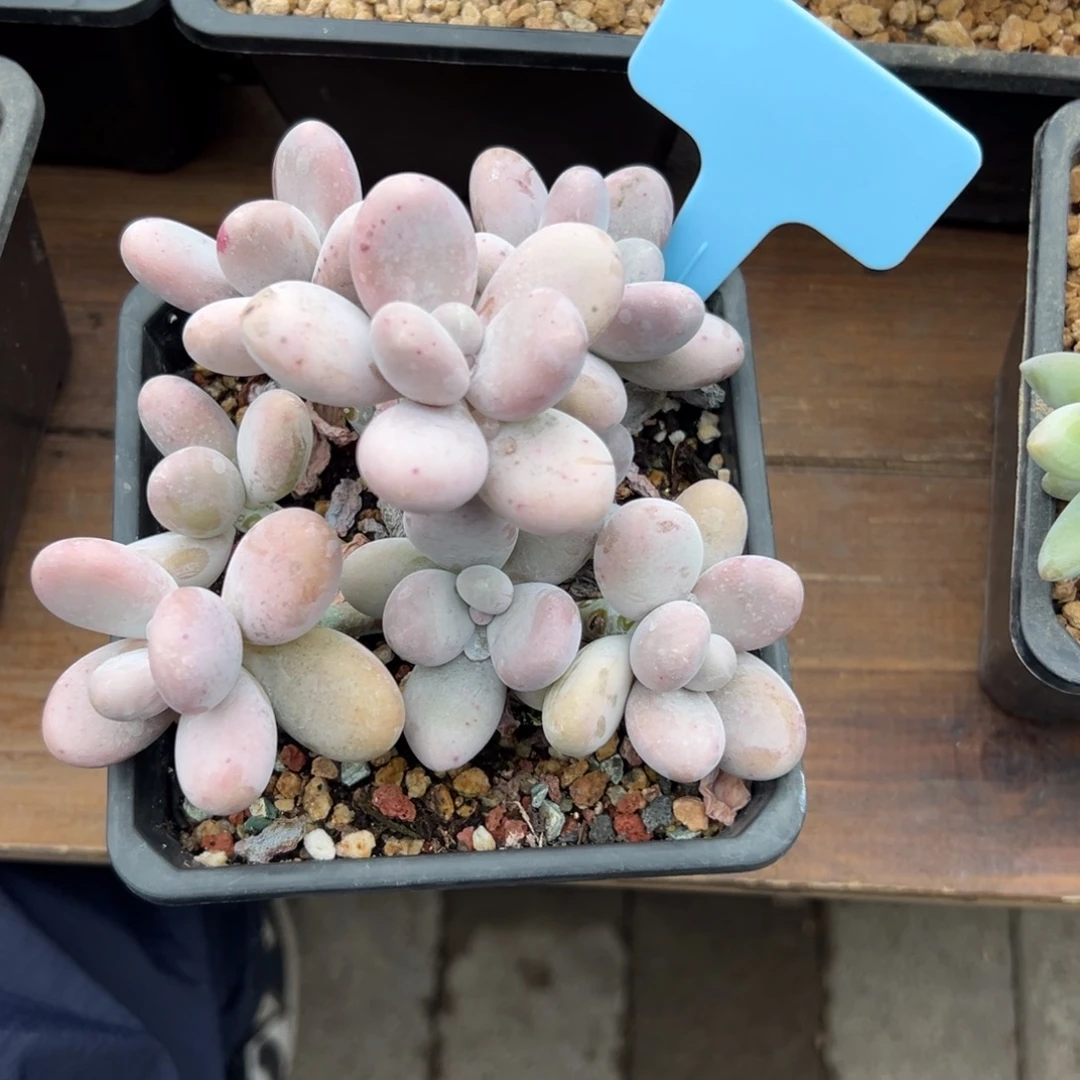 原始奶酪111111111111111111