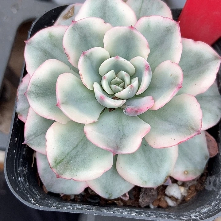 多肉植物黄桃锦980